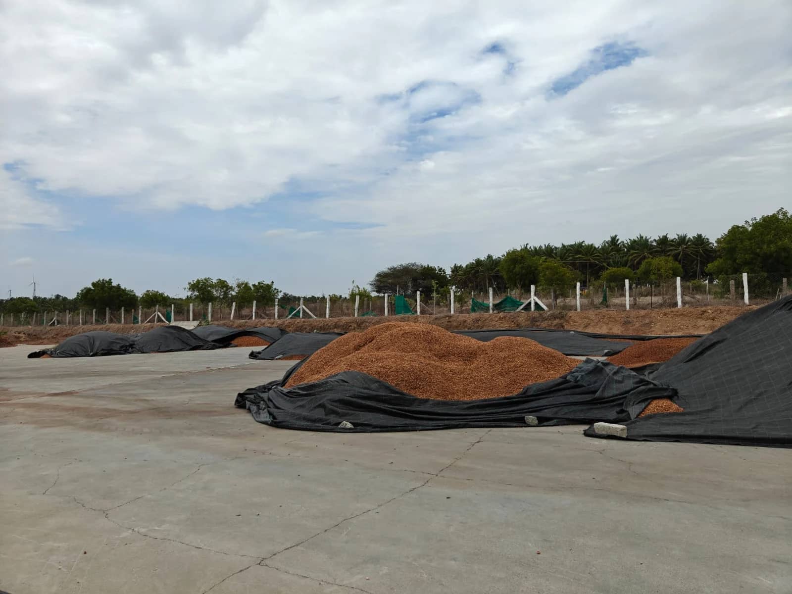 Coconut husk chips drying in separated piles across Hexagro's outdoor drying yard