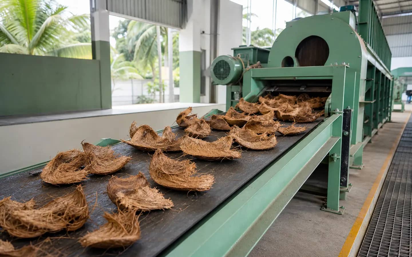 Split empty coconut husks moving from a feed hopper toward the chip-production line