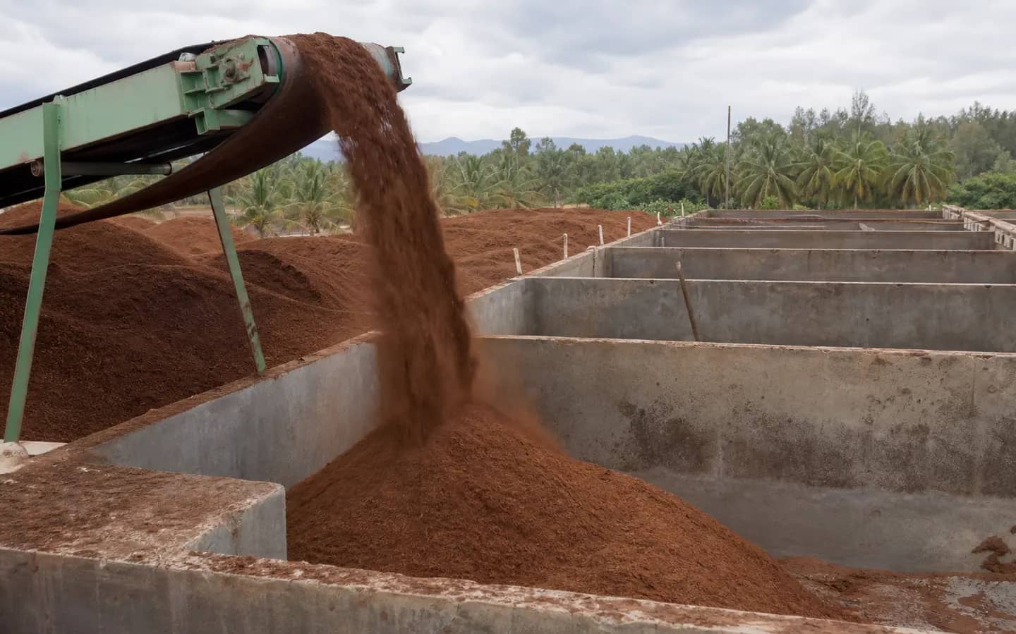 Screened fine coir pith being transferred into concrete wash bunkers