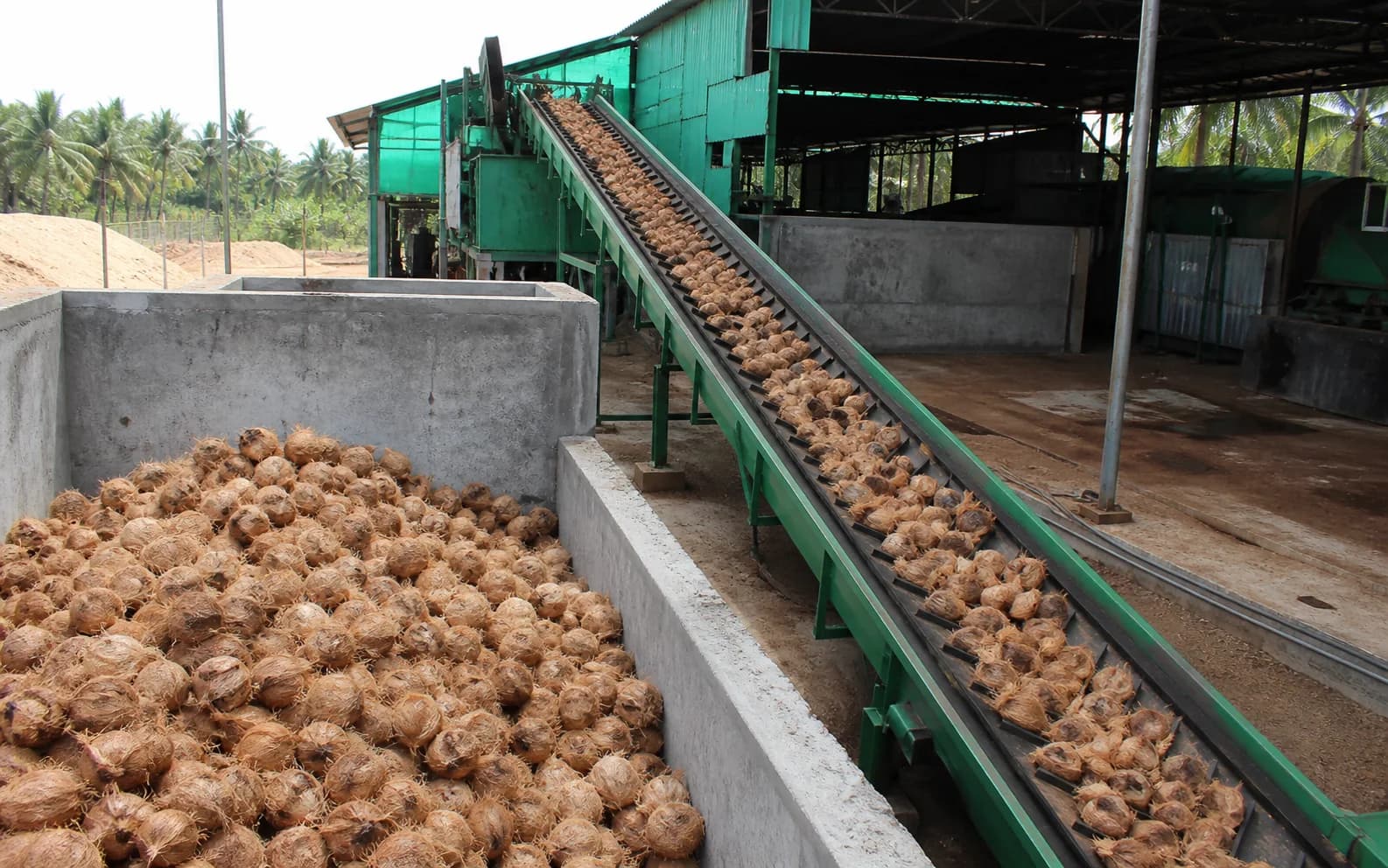 Mature coconut husks received at an industrial coir processing line